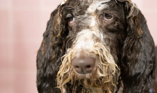 Picture for category Dog Grooming Items